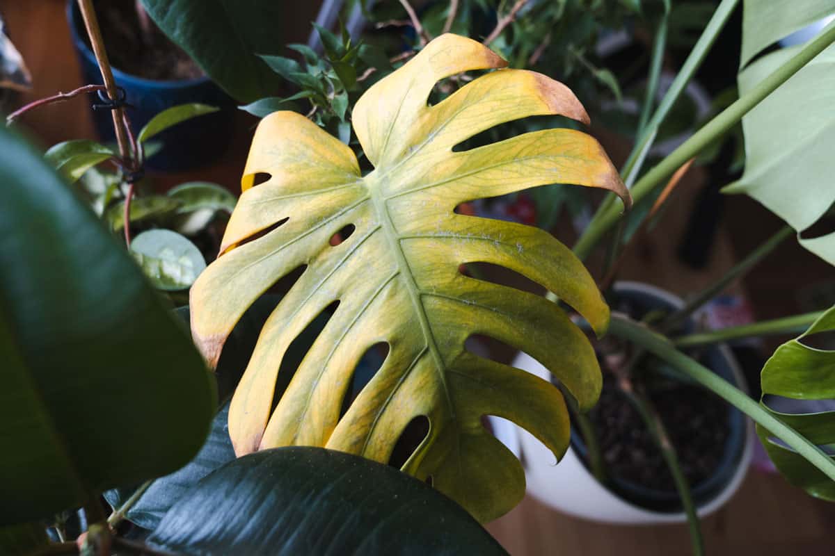 Troubleshooting Common Issues in Monstera Deliciosa