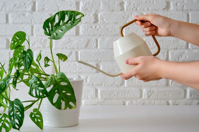 Monstera Leaning To One Side? Here's What To Do