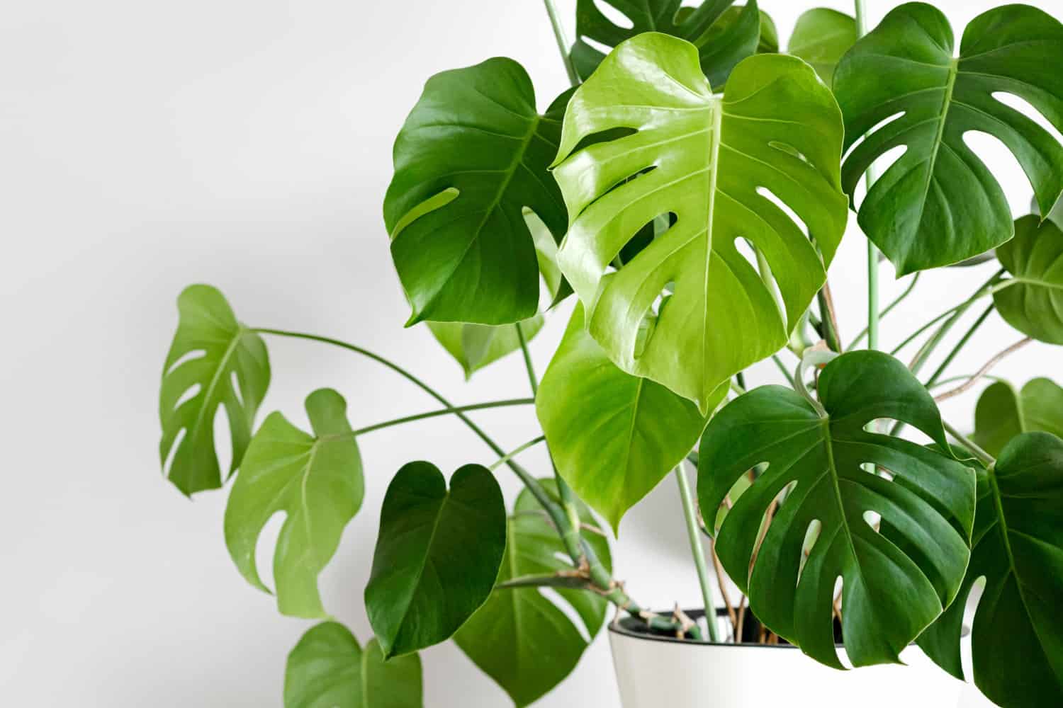 5 Plants Not To Grow Near Your Monstera - Part TWO! - monsteramagic.com